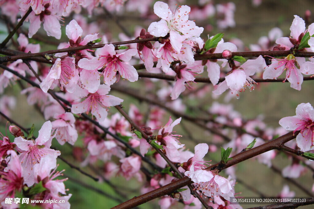 桃花