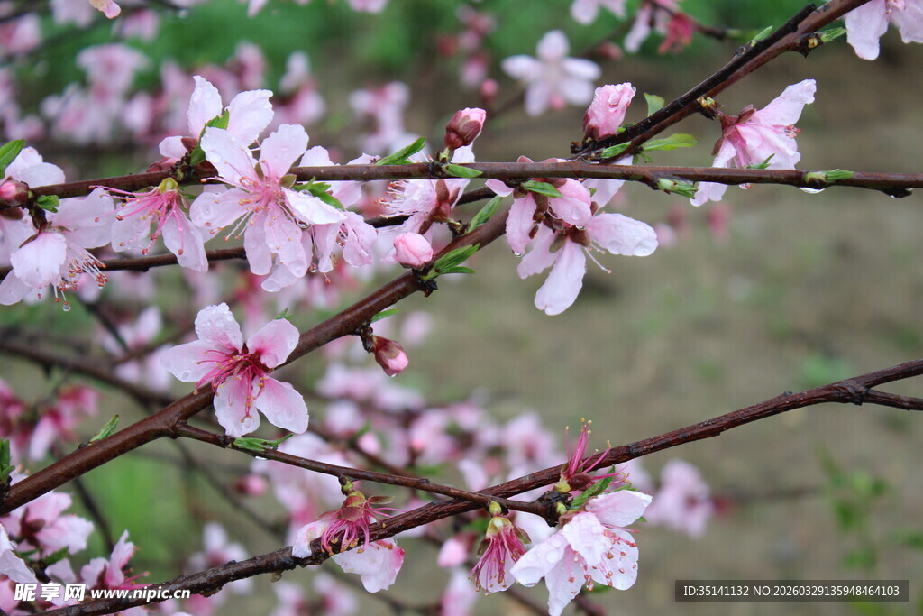 桃花