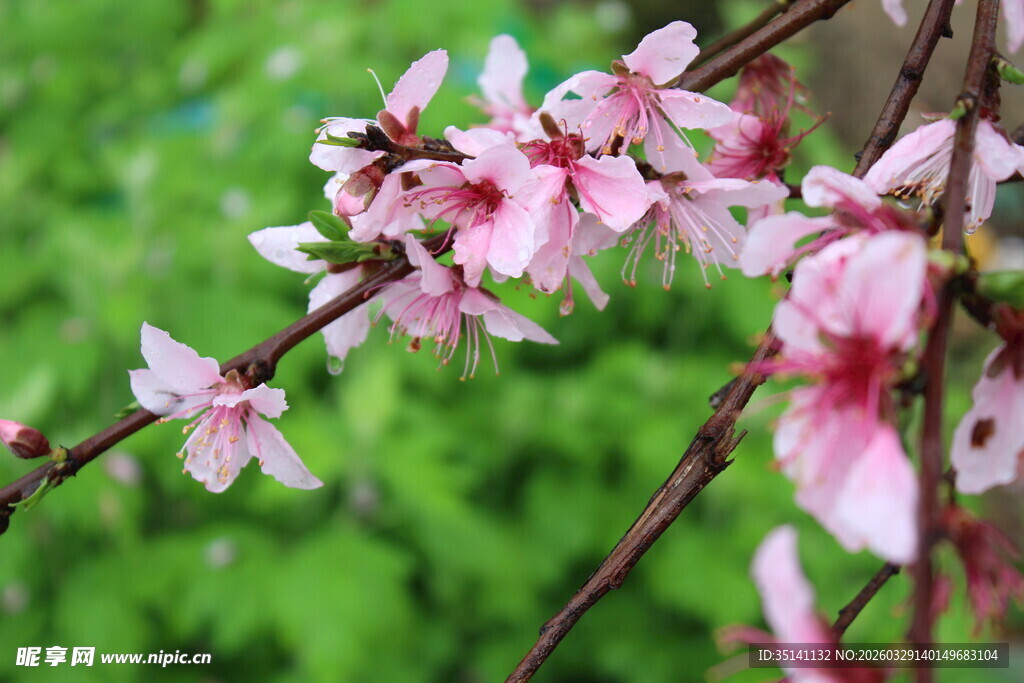 桃花