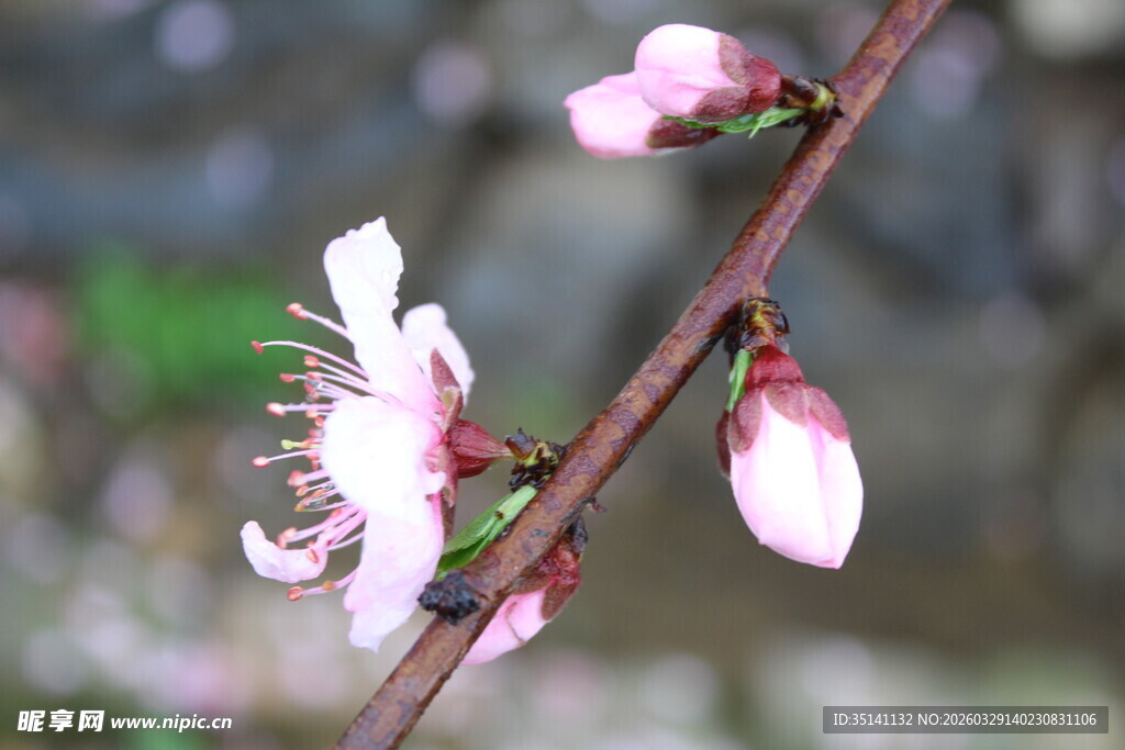 桃花
