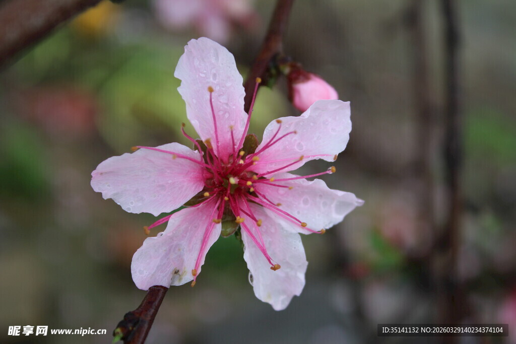 桃花
