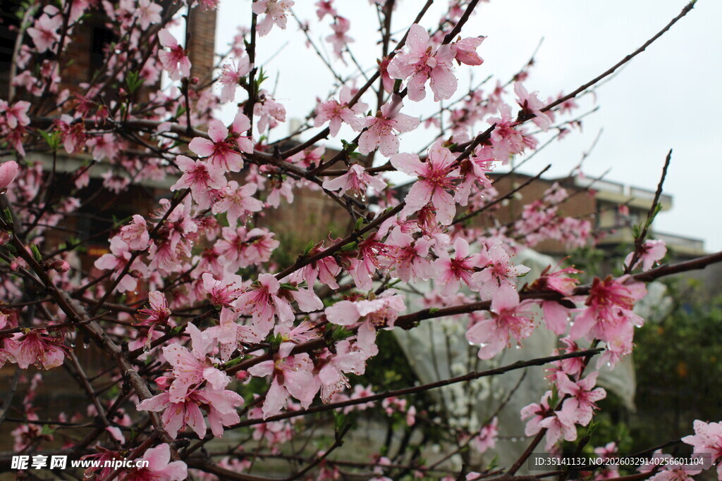 桃花