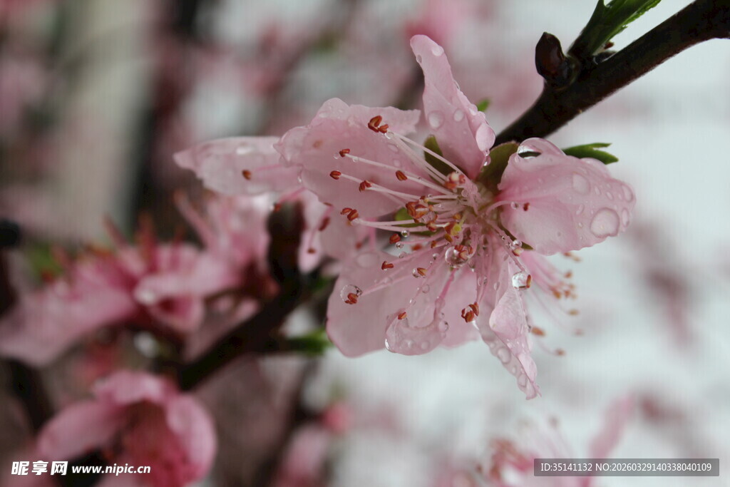 桃花