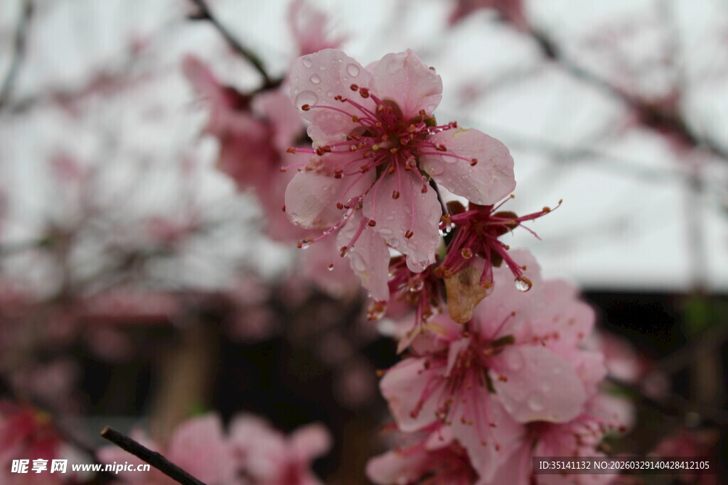 桃花