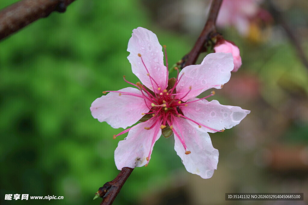 桃花