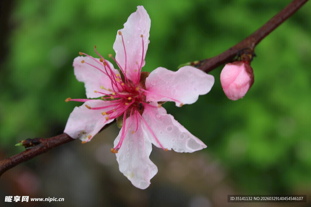 桃花