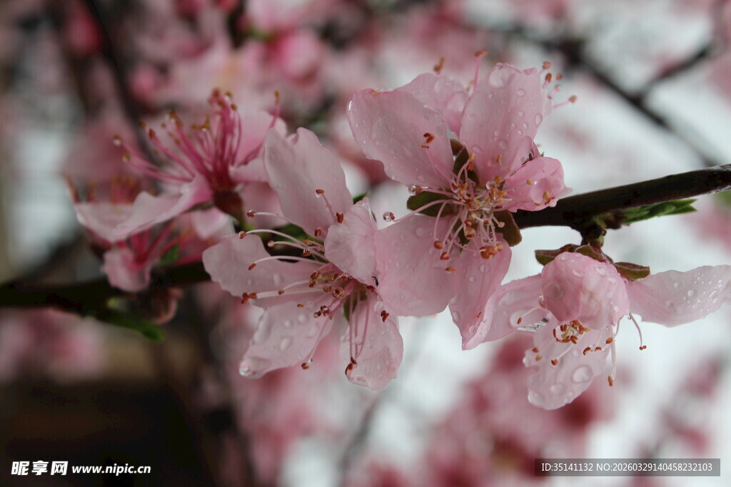 桃花