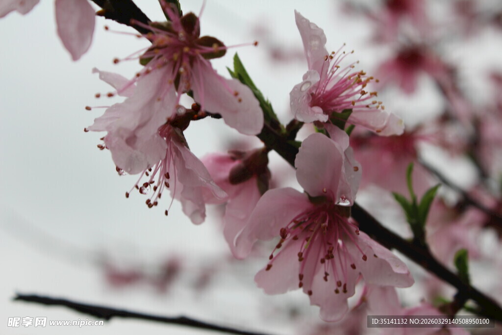桃花