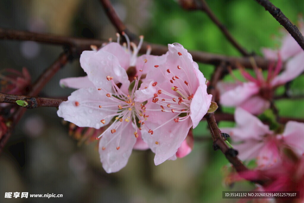 桃花