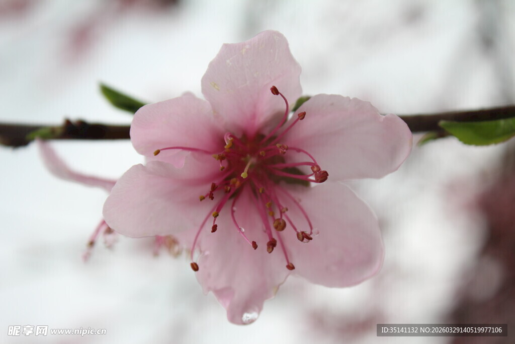 桃花