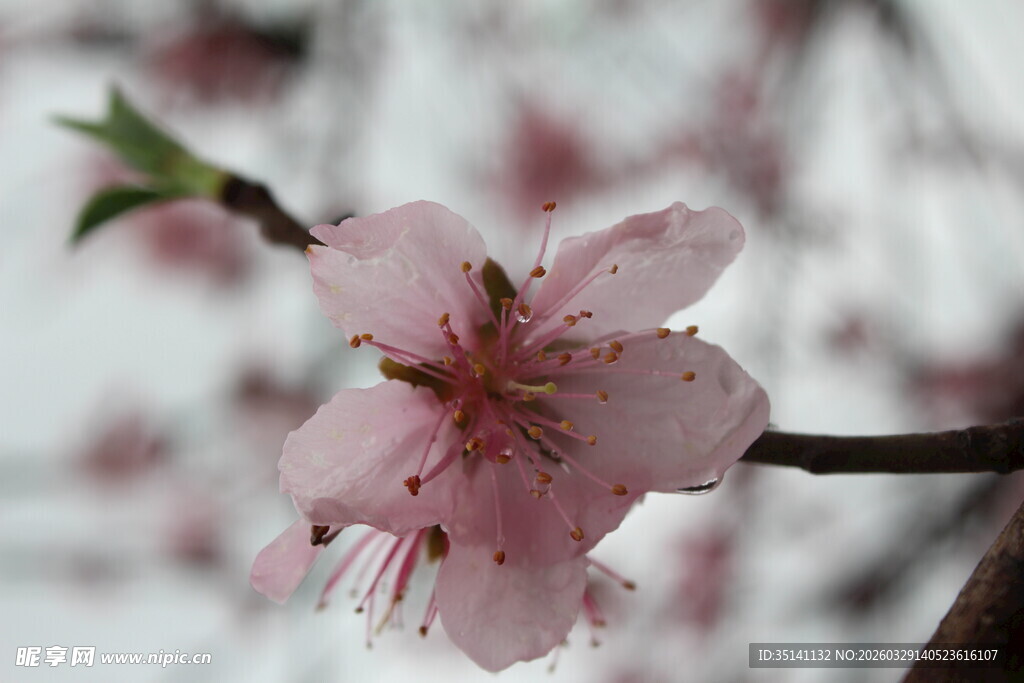 桃花
