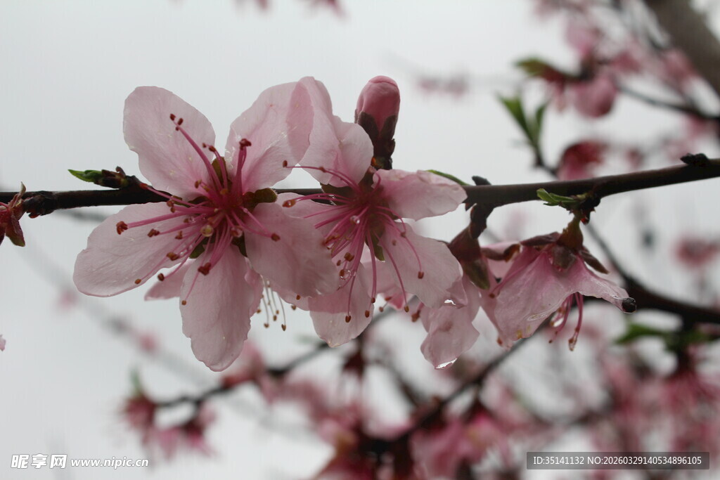 桃花