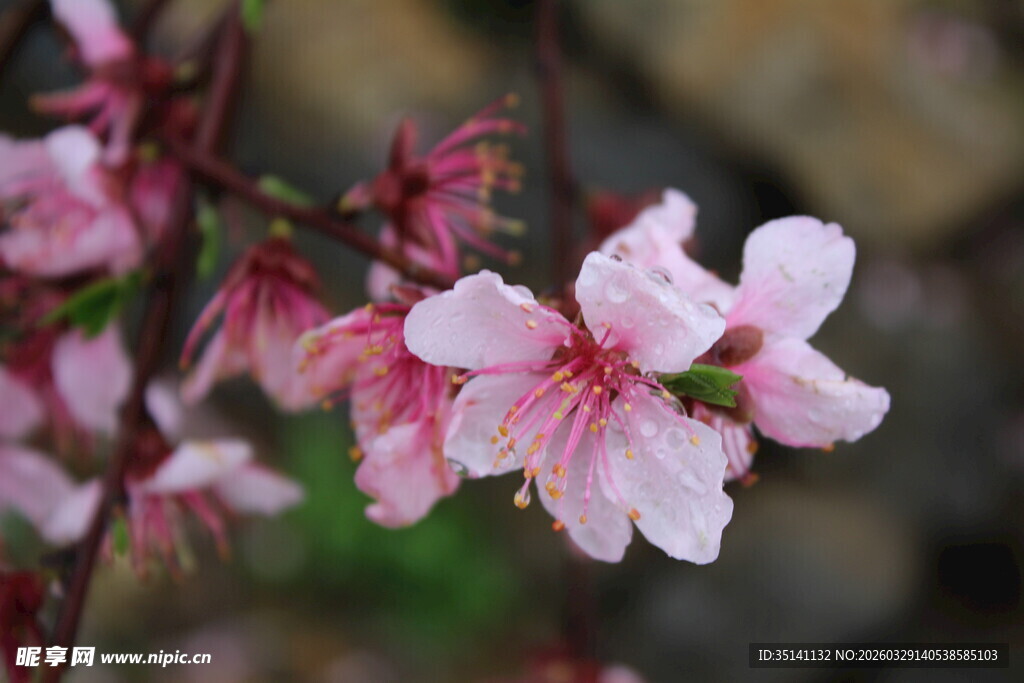 桃花