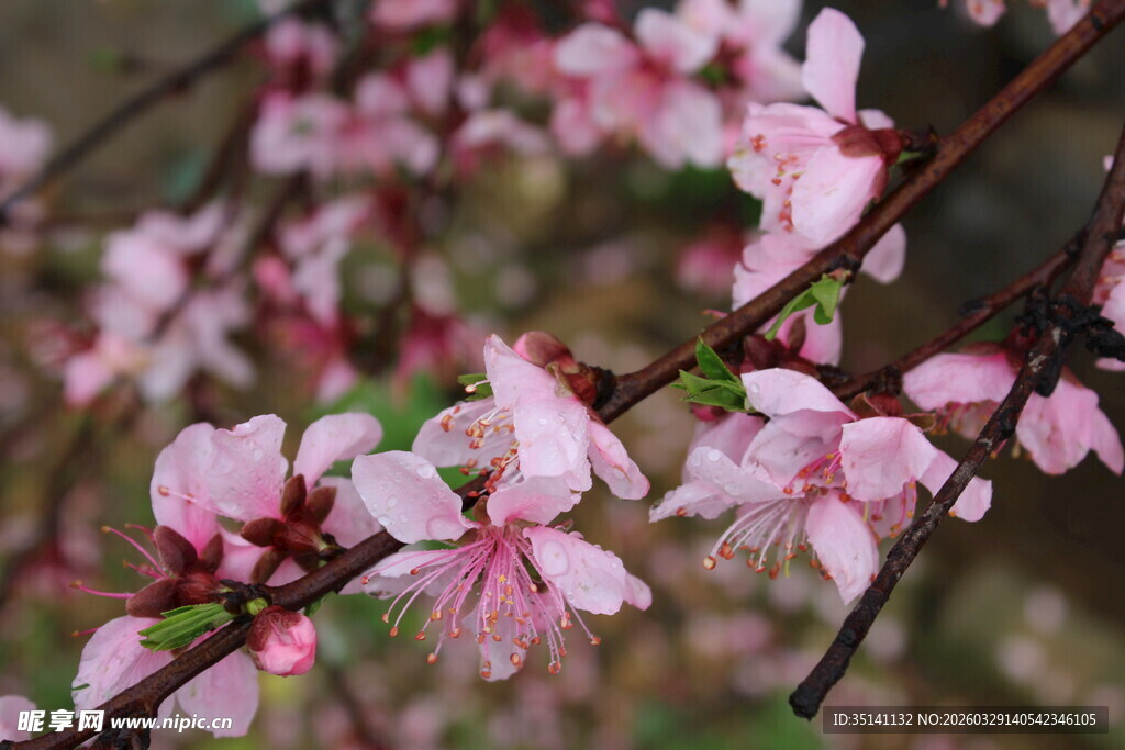 桃花