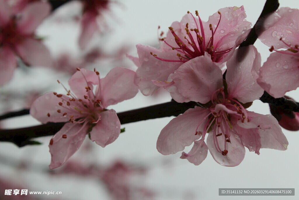 桃花