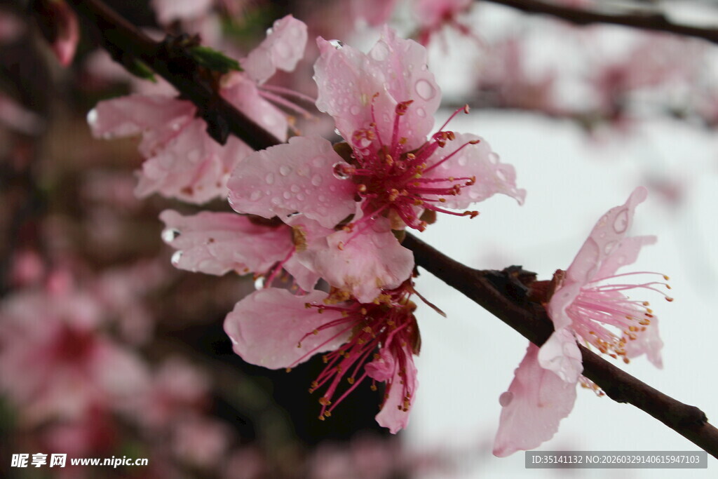 桃花