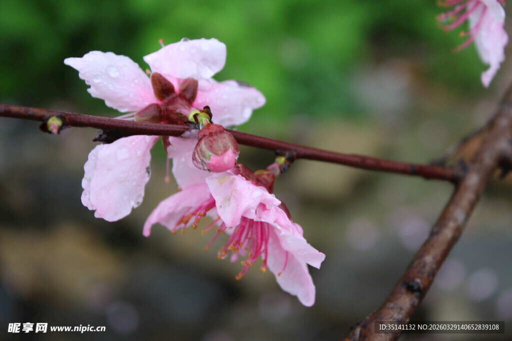 桃花