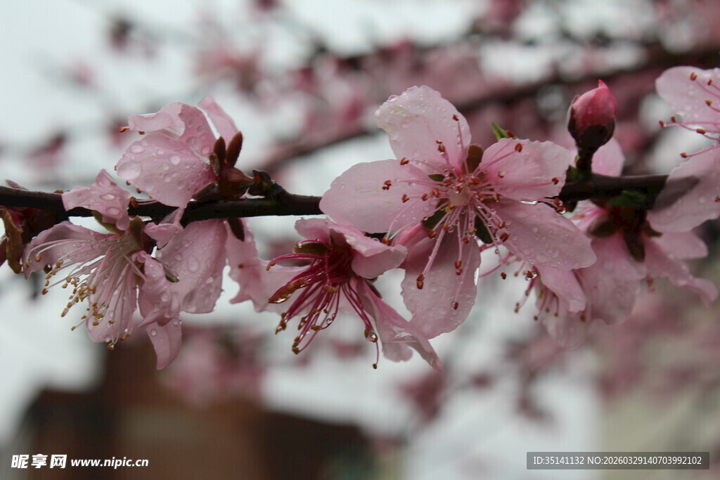 桃花