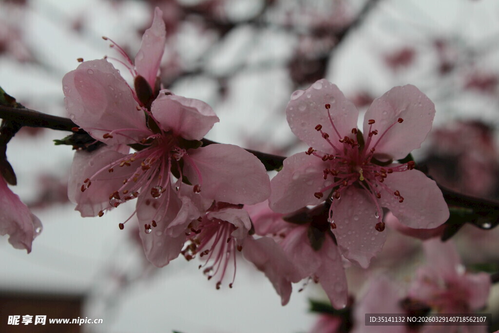 桃花