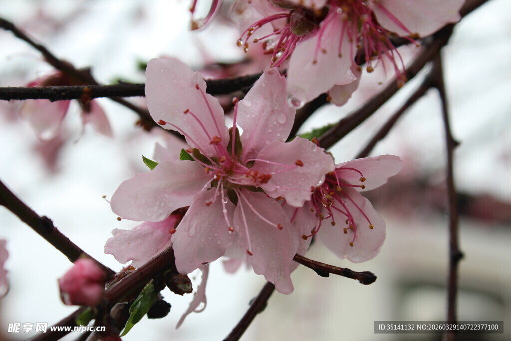 桃花