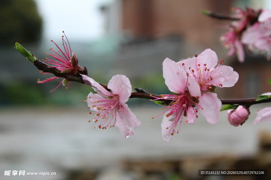 桃花
