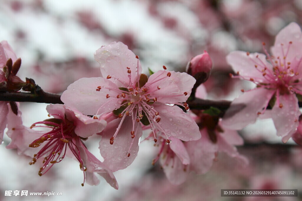 桃花