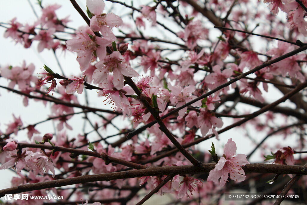 桃花