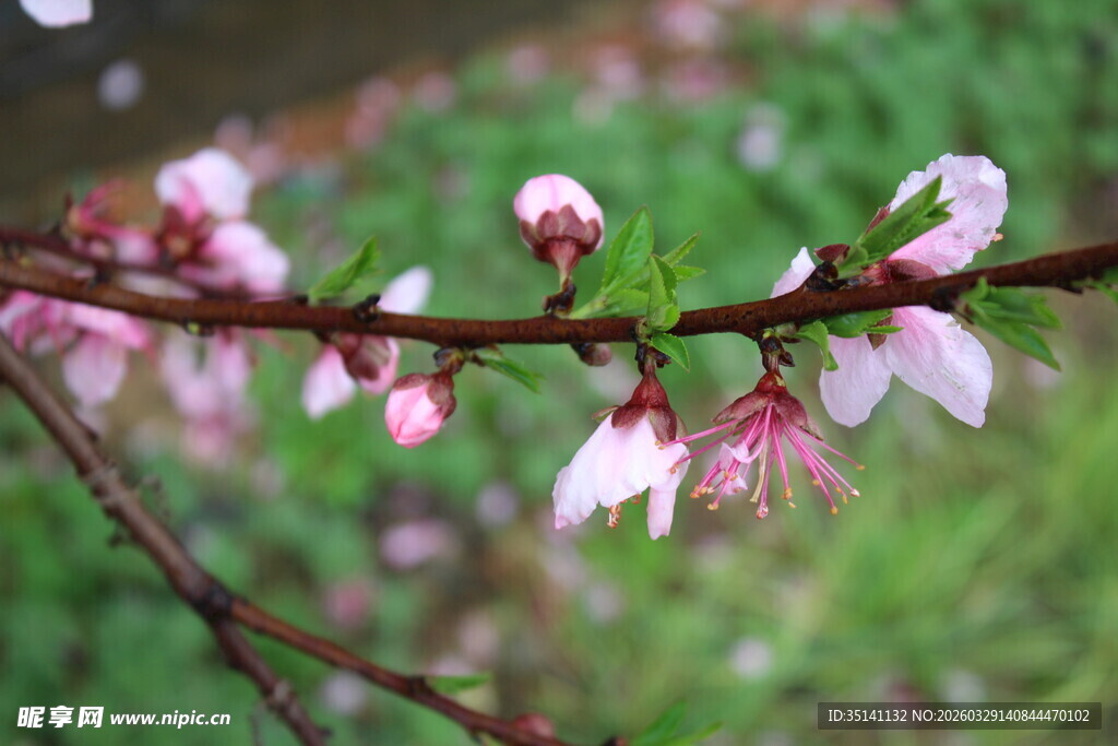 桃花