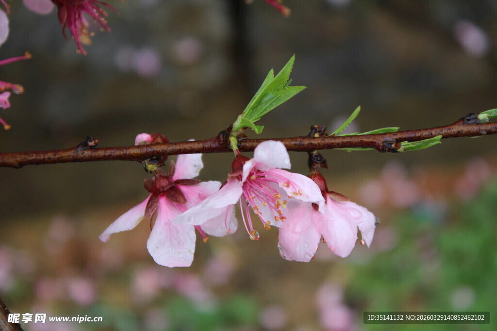 桃花
