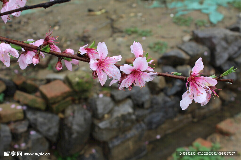 桃花