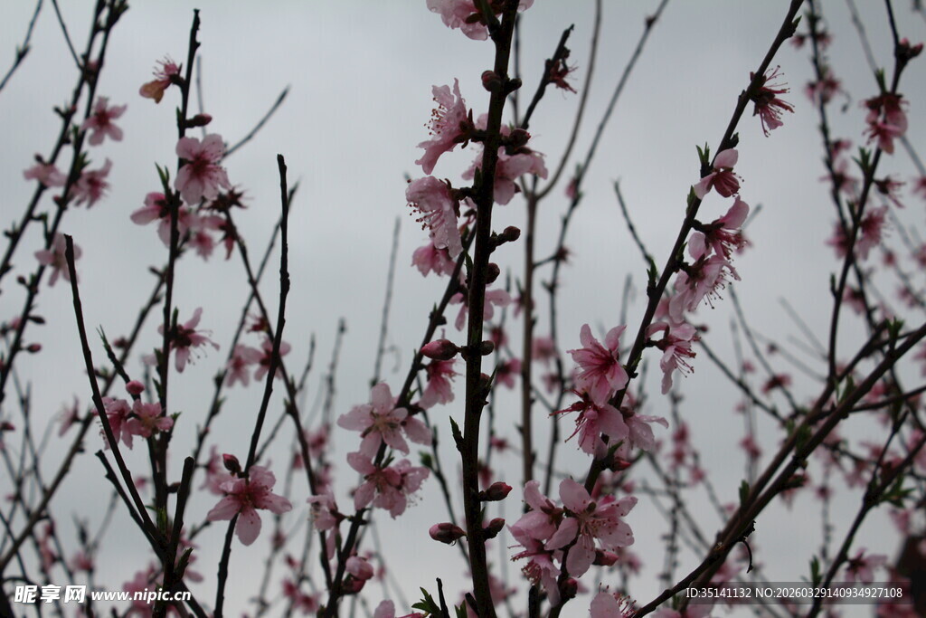 桃花