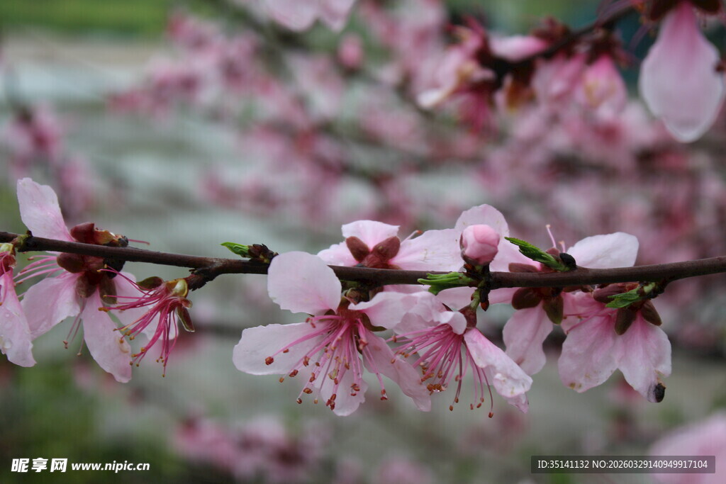 桃花