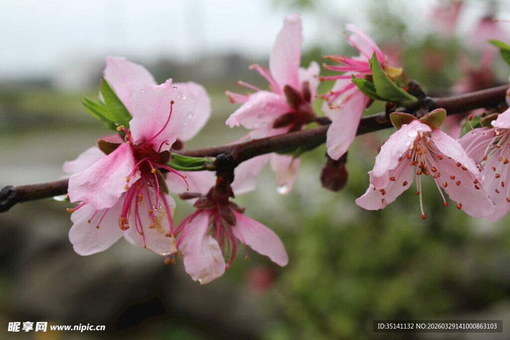 桃花