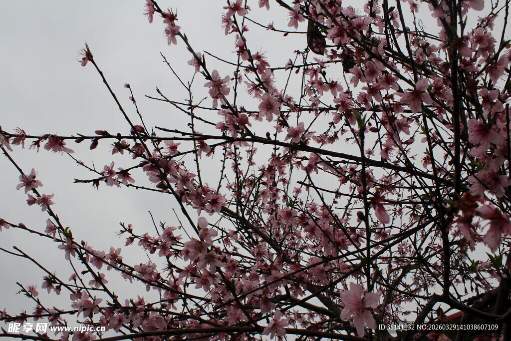 桃花