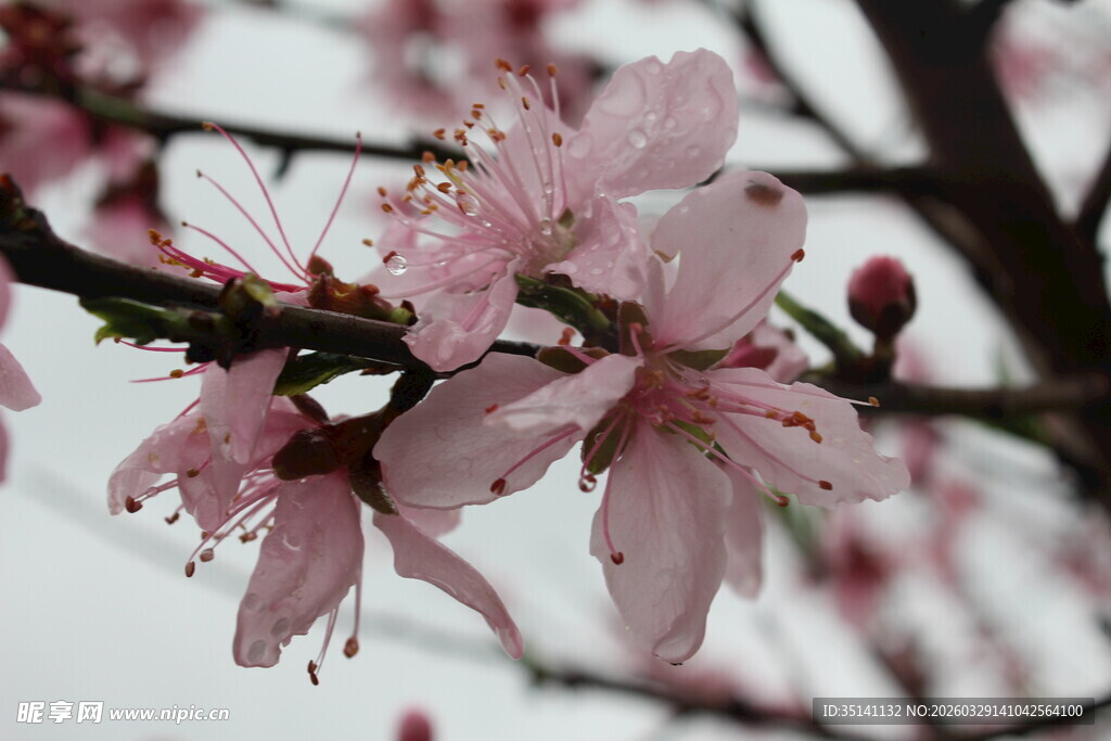 桃花
