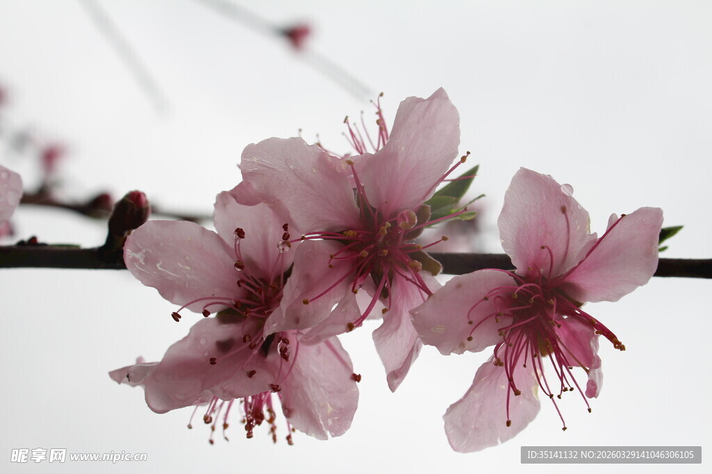 桃花