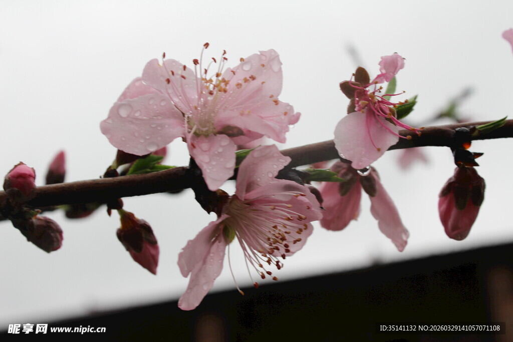 桃花
