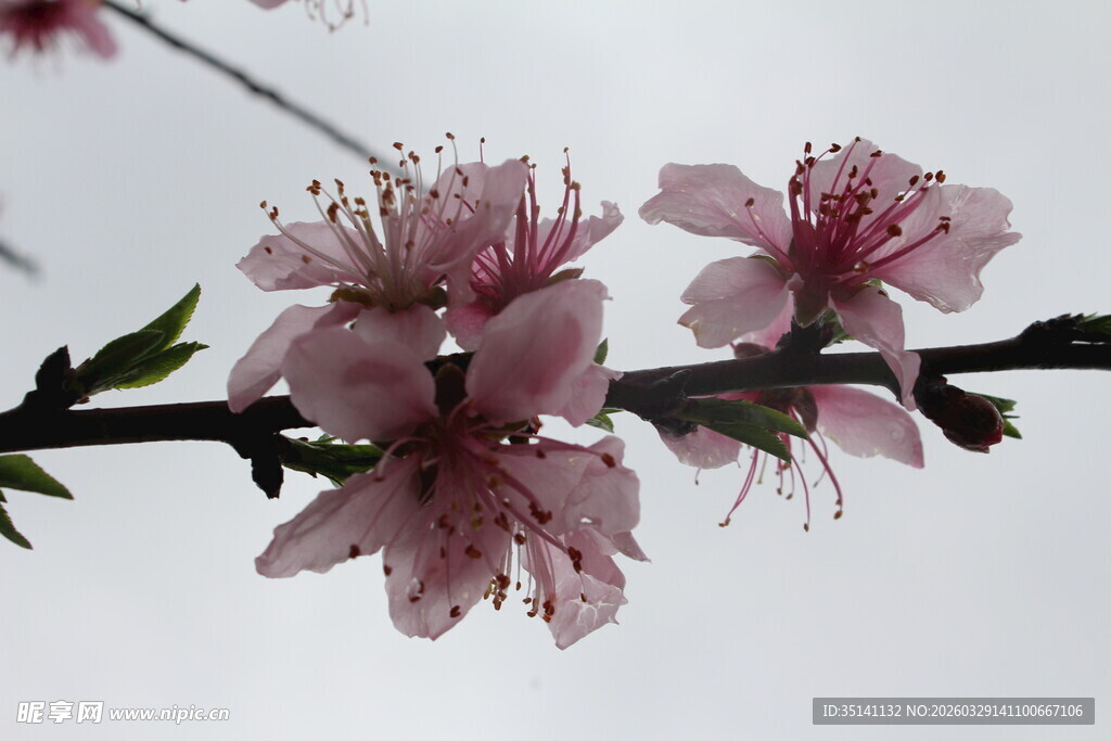 桃花