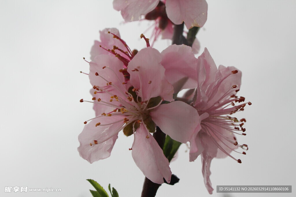 桃花