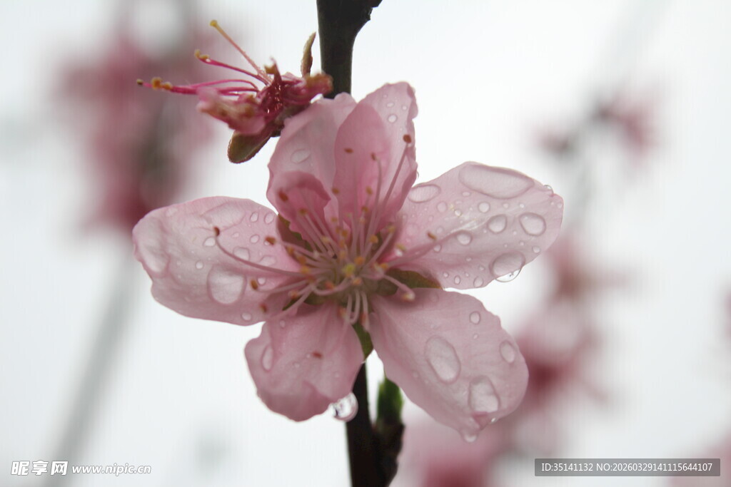 桃花