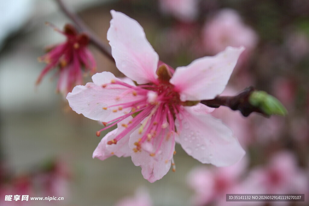 桃花