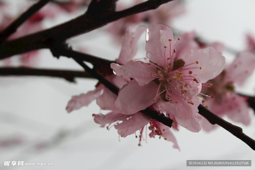 桃花