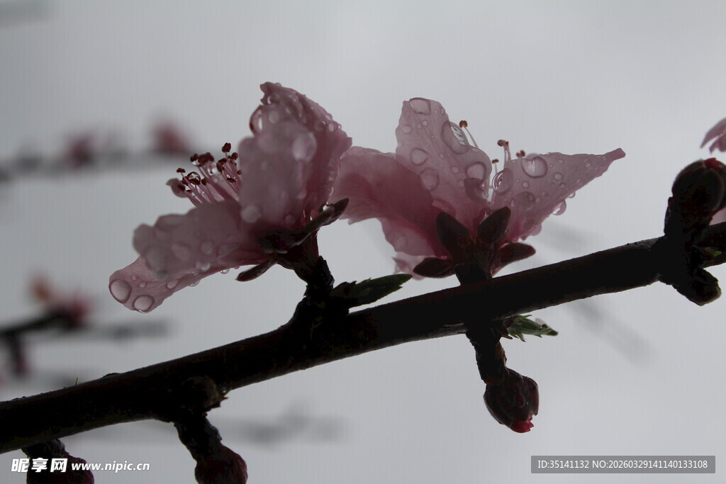 桃花