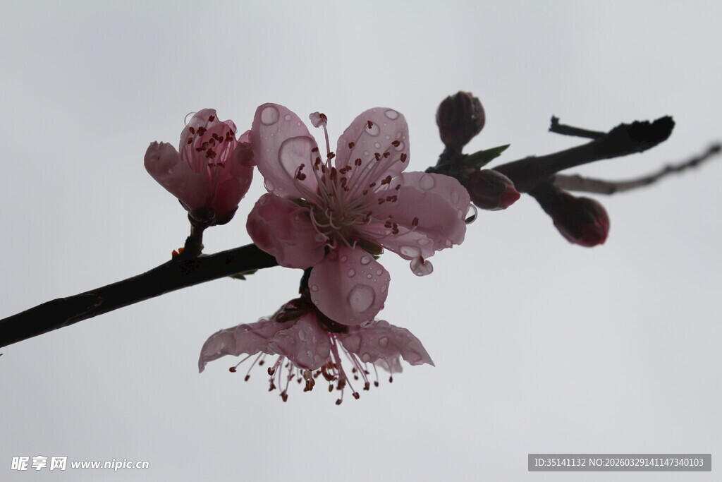 桃花