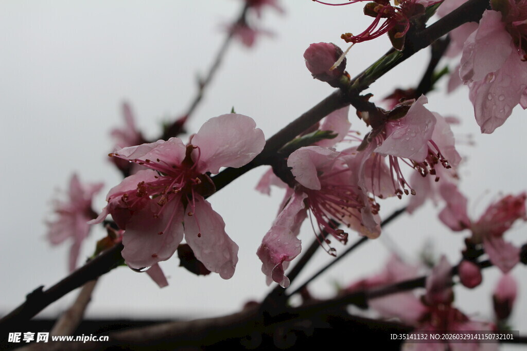 桃花