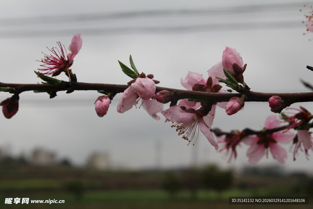 桃花