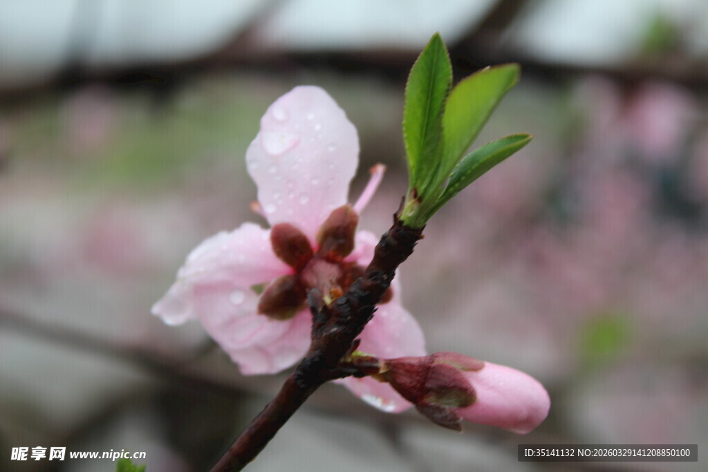 桃花