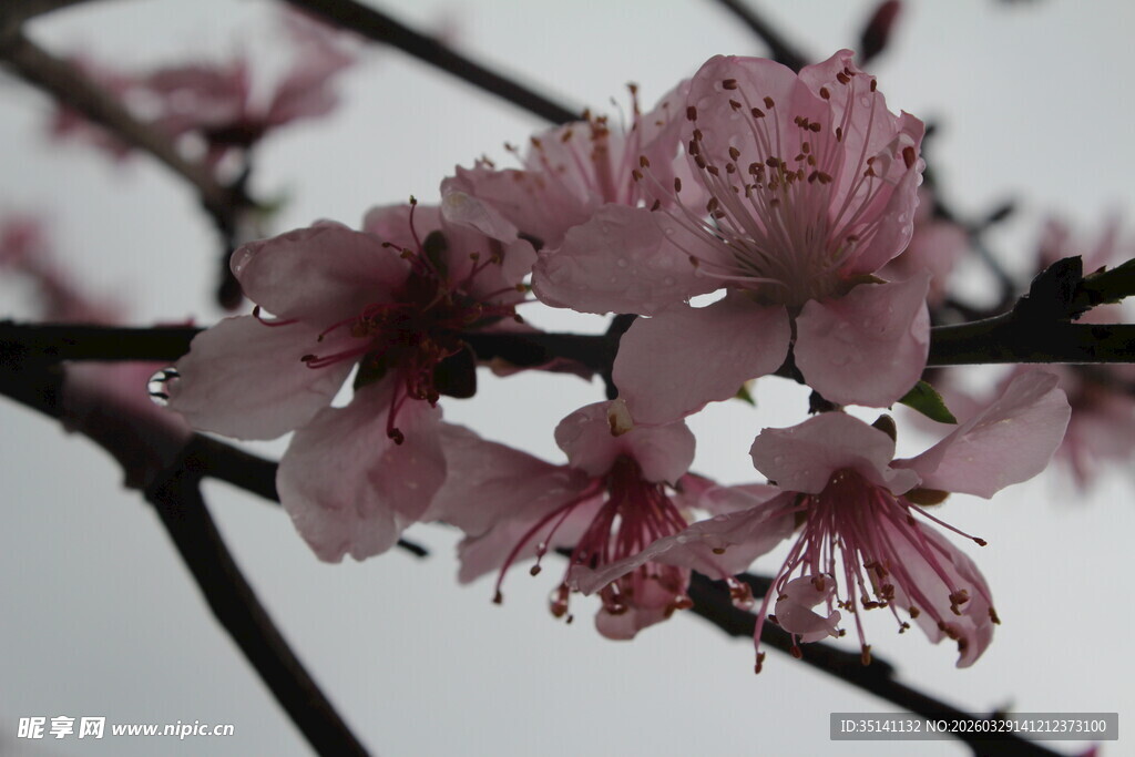 桃花