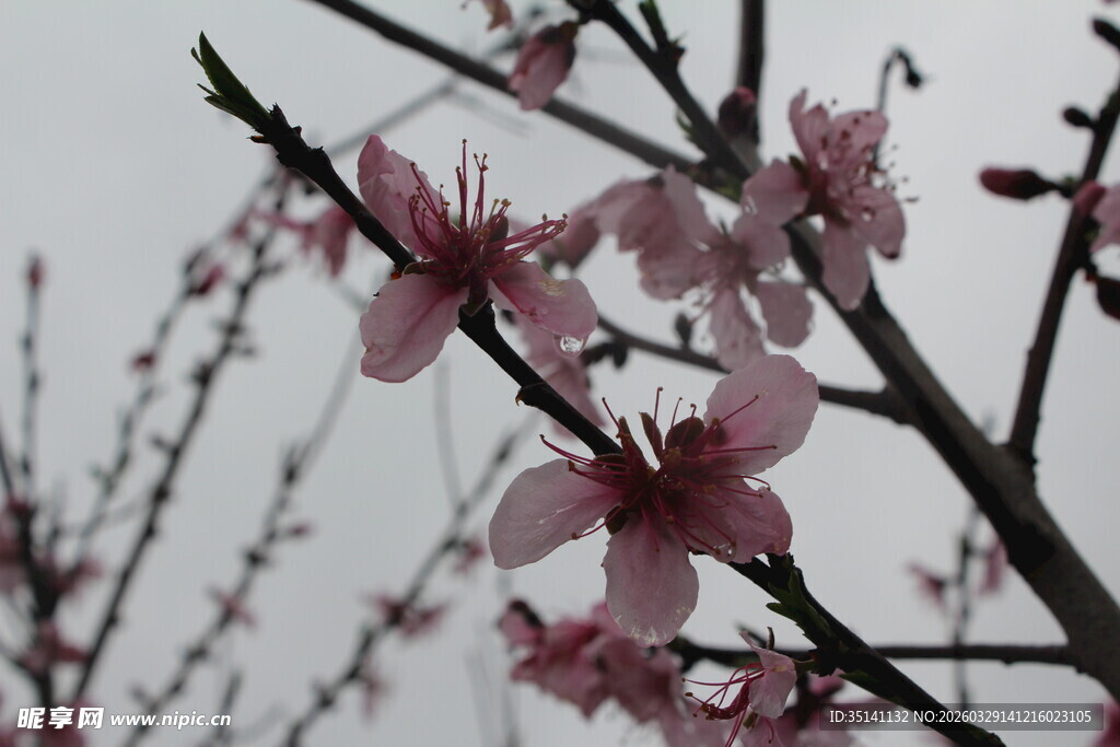 桃花