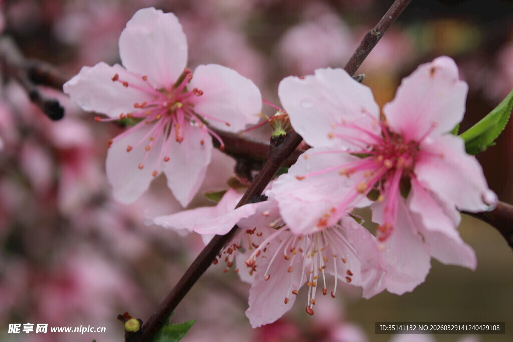 桃花